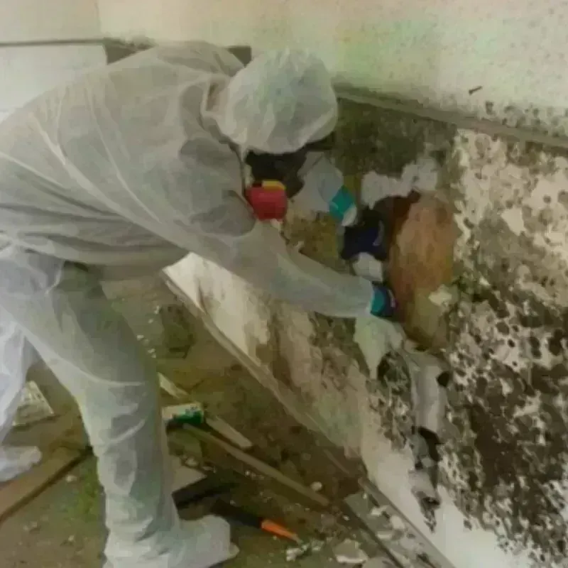 Mold Remediation and Removal in Williams, OR